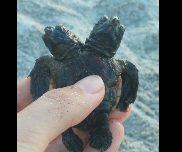 Two-Headed Turtle in Florida a Rare Sight