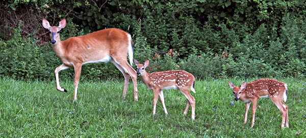 NY Village Trying Birth Control to Trim Deer Herd