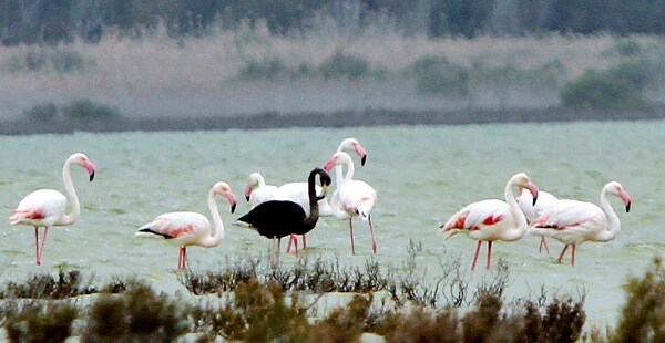 Black Flamingo, a Very Rare Sight, Spotted on Cyprus