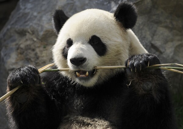 Panda Faked Pregnancy to Get More Food, Special Care: Report