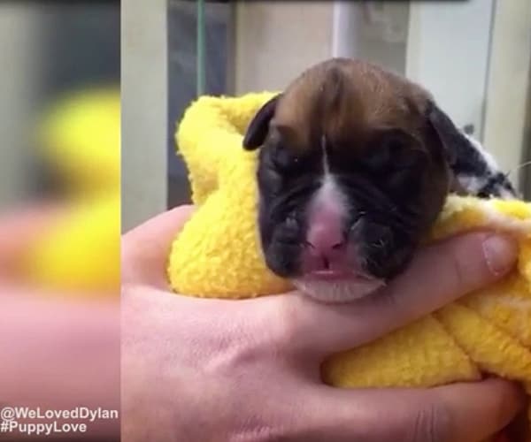 Cloned Puppy From Dead Dog Costs a Happy Couple $100K