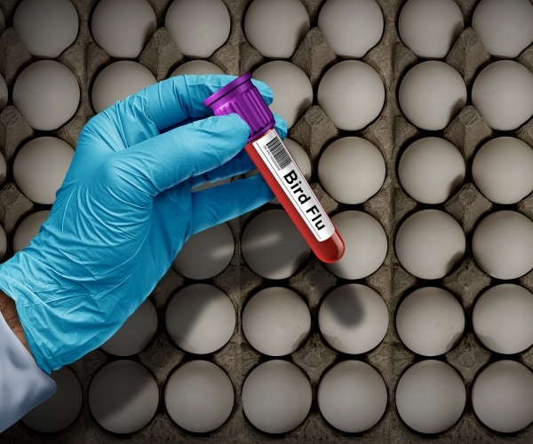 a person with a blue glove on hand holding a vial of blood labeled 'bird flu'