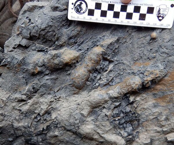 Denali Dinosaur 'Fragments' Discovered at Alaska National Park