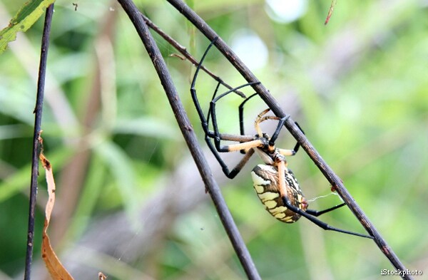 Spiders in Bananas: Deadly Creepy-Crawlies Hatch As Woman Eats