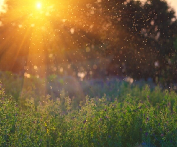 sunset with a swarm of mosquitoes