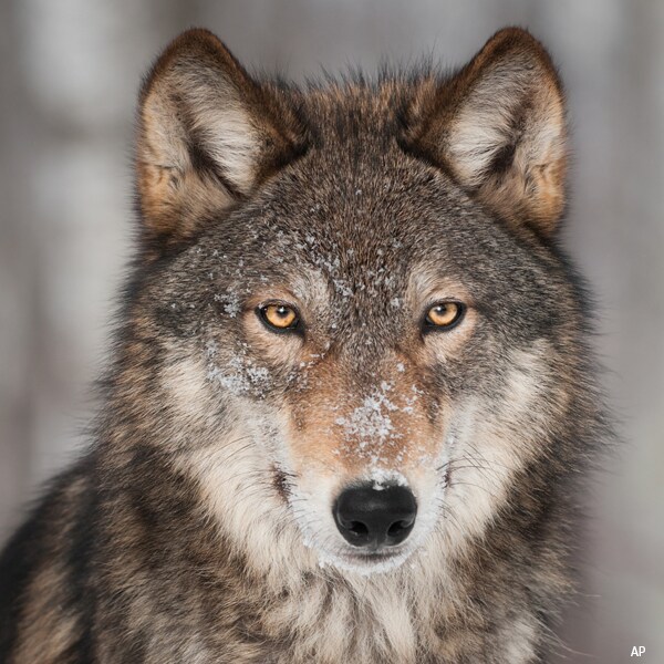 Rare Gray Wolf, Not Coyote, Killed In Iowa, Dna Results Determine 