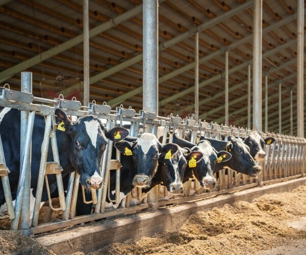 dairy farm cattle