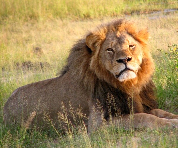 US Dentist to Face No Charges over Killing of Cecil the Lion