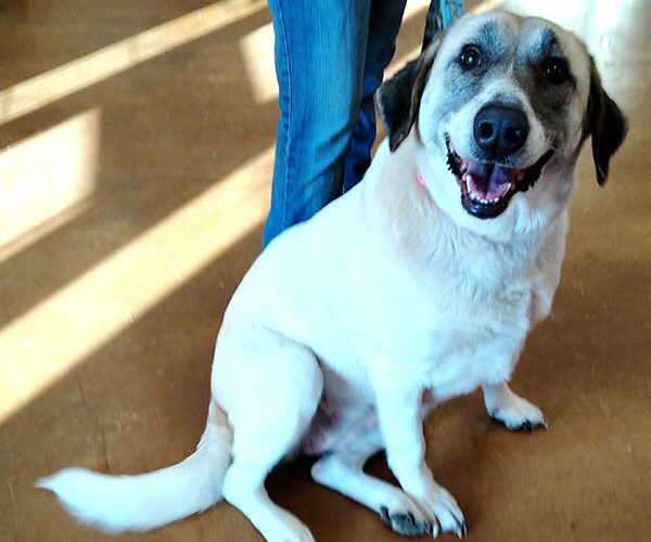 Loyal Dog Walks 40 Miles to Find Previous Owners