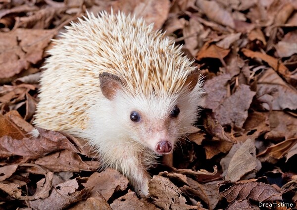 Hedgehogs as Pets: Prickly Animals Becoming Increasingly Popular 