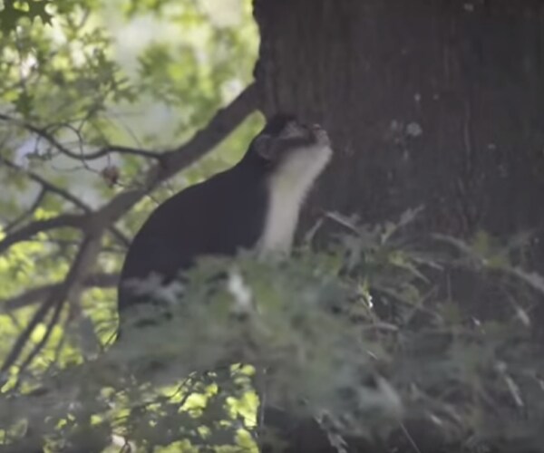 Springfield Zoo Monkey Returned to Enclosure After Great Escape