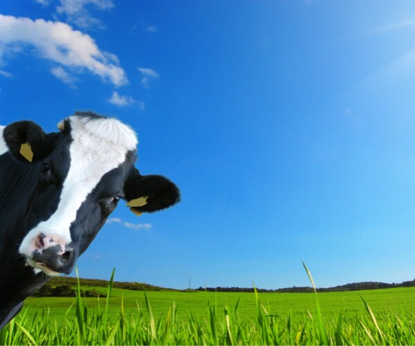 Is Grass-Fed Beef Better for You?