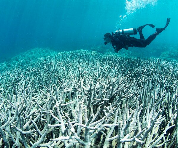 Great Barrier Reef Worth $42.4B, Deloitte Report Says