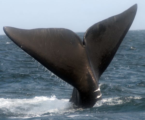 Whale Kills Man Who Rescued It From Entanglement