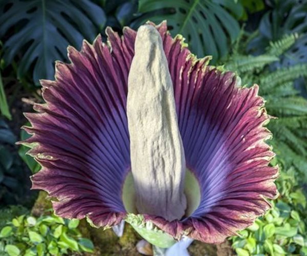 Stinky 'Corpse Flower' in Full Bloom at Michigan Garden