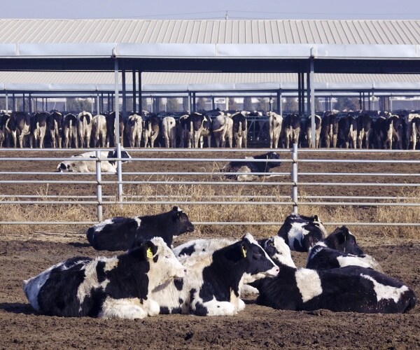 dairy cattle at a dairy cattle farm