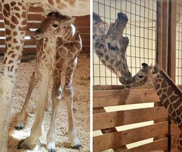 Tajiri Is Name Picked for April the Giraffe's Baby Boy