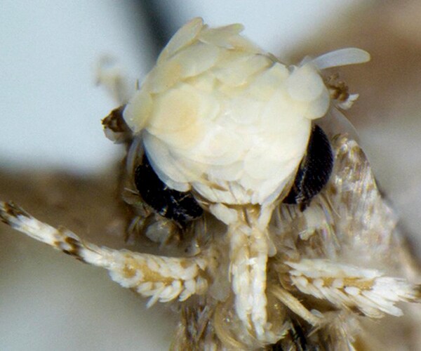 Donald Trump Moth Namesake Has Tousled Mop of Blond Hair