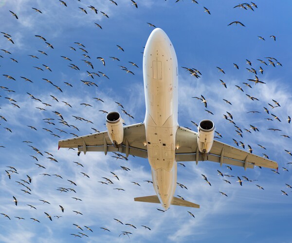 Bird Strikes Force 2 Passenger Jets to Make Emergency Landings