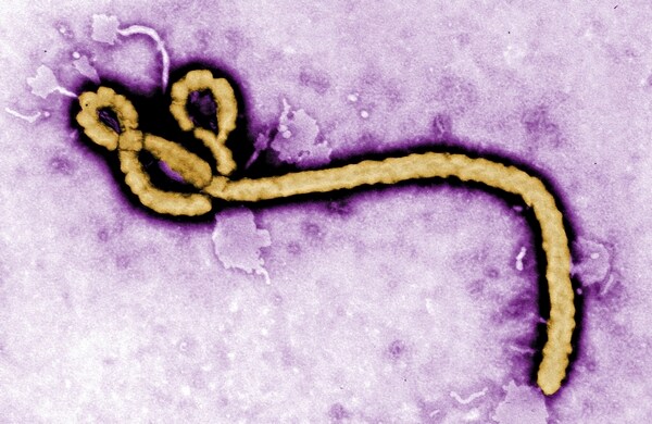 Russia Studied Ebola as Bioweapon