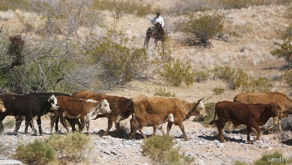 Six Cattle Died in Cliven Bundy Grazing War 