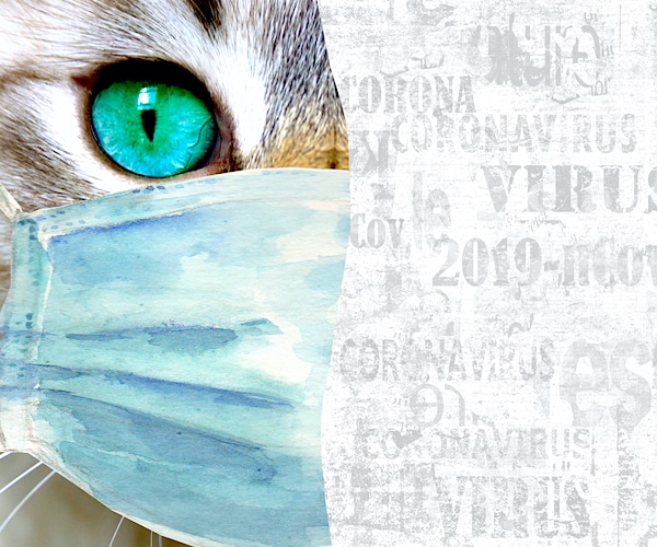 domestic cat with green eyes wearing protective face mask, coronavirus lettering newspaper print texture