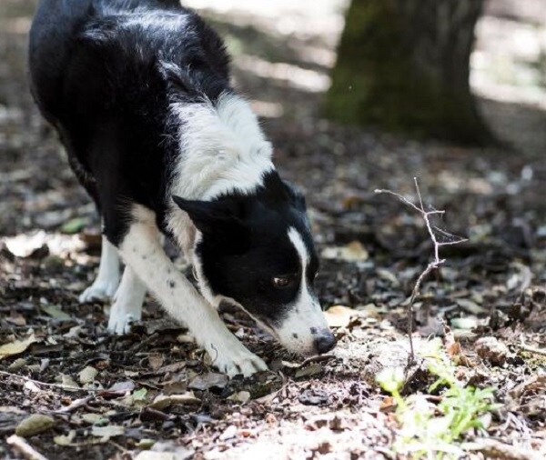 Amelia Earhart Cadaver Dogs Bark Up Wrong Tree?