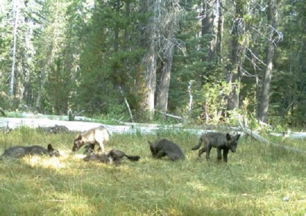 Gray Wolves in California Seen for the First Time Since 1920s