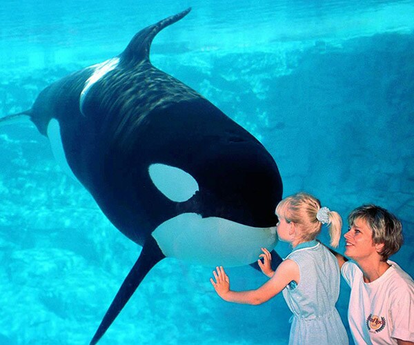 SeaWorld Killer Whale Katina Injures Dorsal Fin