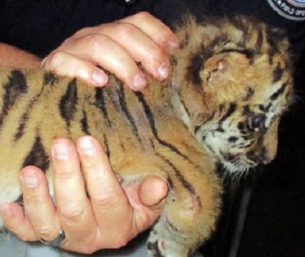 Calif. Teen Smuggles Tiger Cub Into US From Mexico