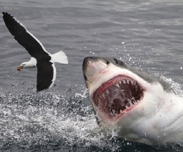 Great White Shark 'Hilton' Now Patrolling the Gulf Coast