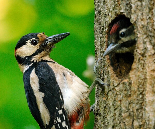 Woodpeckers' CTE Solution May Help NFL – Knock on Wood