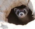 1st Clone of US Endangered Species, a Ferret, Announced