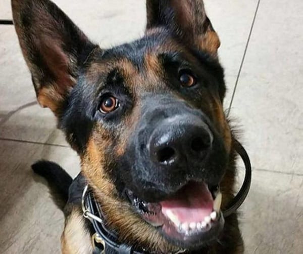 Jethro the Police Dog Takes 3 Bullets Trying to Stop Burglar