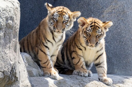 2 Amur Tiger Cubs Have Their First Public Outing at Germany's Cologne Zoo