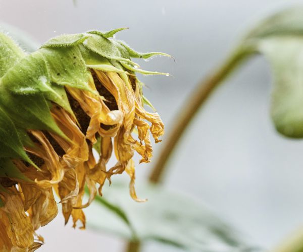 a wilted flower sits on a white table