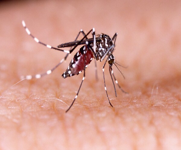 Report Says Two New Dangerous Mosquitoes Found In South Florida ...