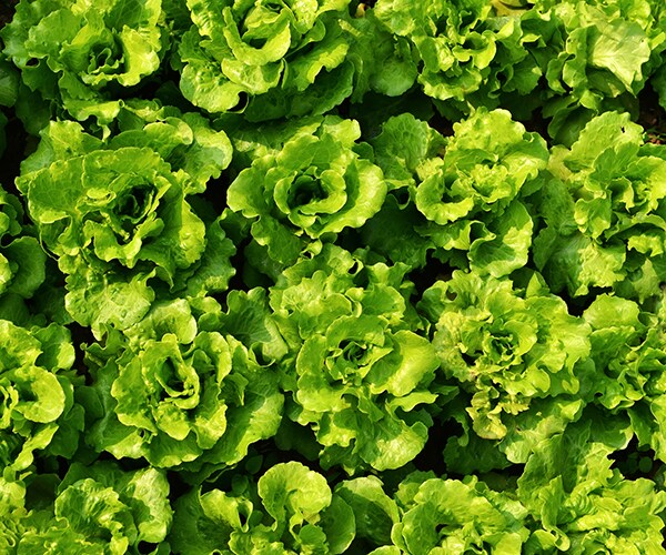 Romaine Lettuce E. Coli Outbreak Keeps Spreading