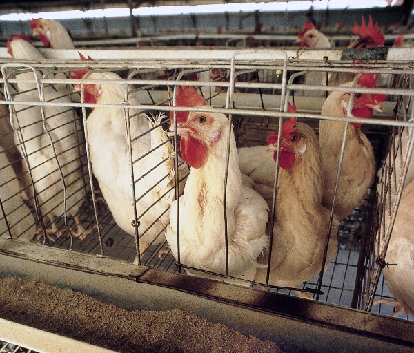 US Restricts Import of Certain Poultry From Australian State on Bird Flu Concerns