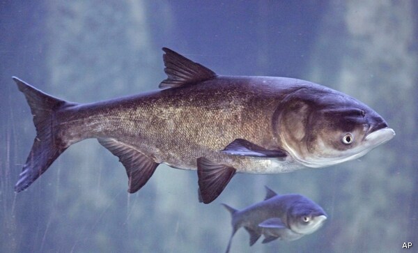 Asian Carp's New Politically Correct Name Is 'Nuts,' Says Limbaugh