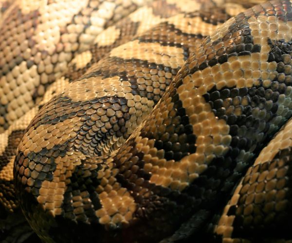 Python Swallows Farmer Whole: Indonesian Man Found Dead Inside Snake