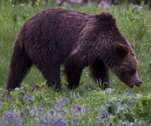 NRA, Hunting Group Say Grizzly Bear Hunts Needed for Safety