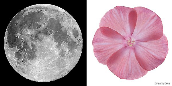 'Pink Full Moon' Thursday To Look Normal When Lunar Gazing From US