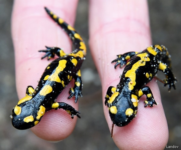 Salamander: Regrow Human Limbs? Scientists Study Regenerating Amphibian