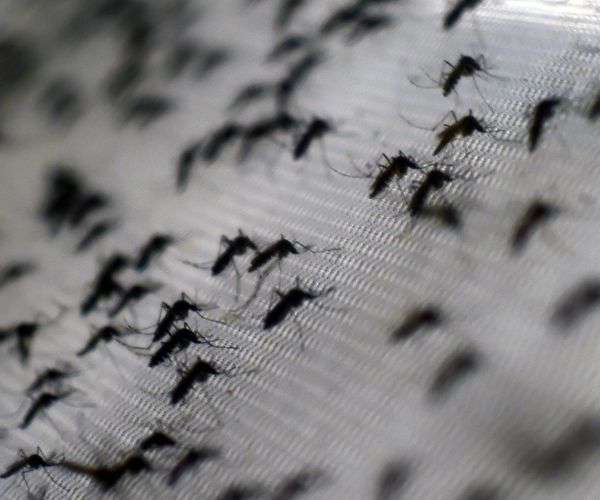 Dengue Fever Outbreak in Hawaii Gets Help From CDC After 100 Cases