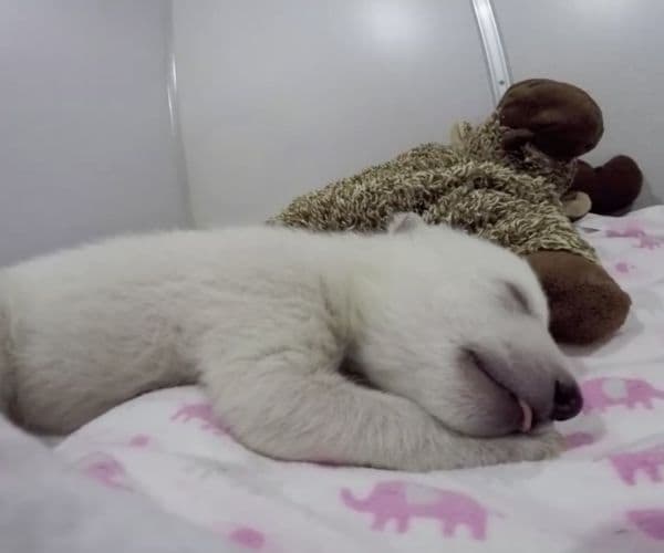 Bear Cub: Toy Helps Purring Baby Polar Bear Sleep in New Adorable Video