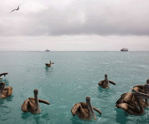 Barge Sinks, Causing Massive Oil Spill in Galapagos Islands