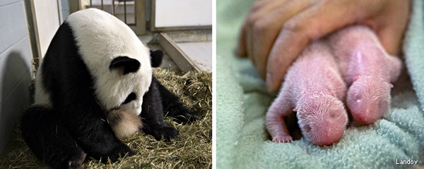 Twin Pandas: Atlanta Zoo Welcomes Cubs, First Set in U.S. Since 1987