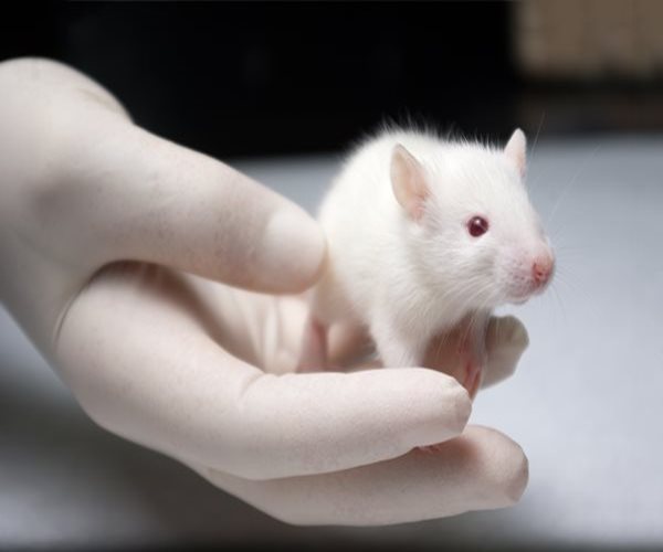 Removing Aged Cells Boosts Longevity in Mice: Study