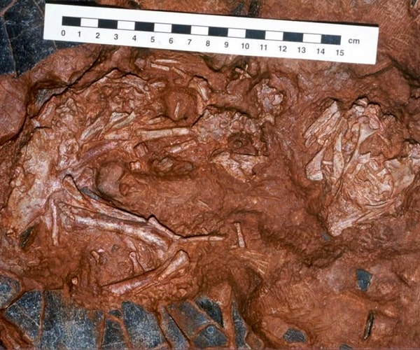 New Dinosaur: China Fossils Are Giant Nesting Oviraptorsaur